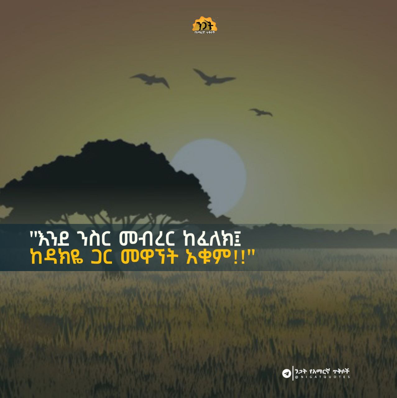 a sunset with a tree and birds flying in the sky